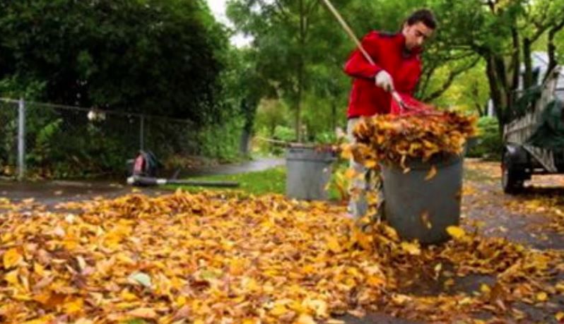 Yard Leaf Cleanup: Why It Matters for a Healthy and Beautiful Landscape